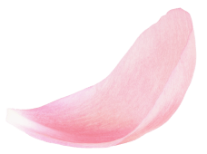 Amiy Slider Flower Top Img